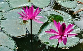 water-Flower
